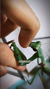 Planet Raw on Instagram: "I Let a Mantis Bite Me… WHAT WAS I THINKING?! 🤦‍♂️ Curiosity got the best of me… and so did this mantis. 😬 The second I provoked it, it SNAPPED like I was its next meal! 🦗💥 Those jaws are NO JOKE—watch it go full predator mode on my fingers! 😳 💬 What would YOU do in this situation? #InsectWars #Nature #Wildlife #amazing #fypシ゚viral >>EDUCATIONAL content for SCIENTIFIC* purposes