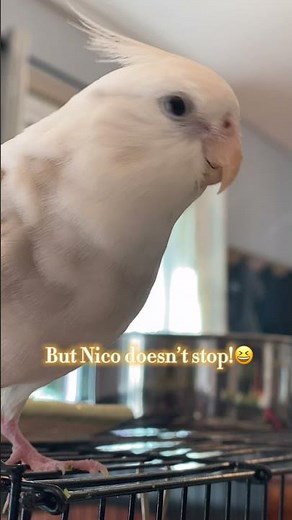 Funny bird won’t stop singing the same tune over and over...