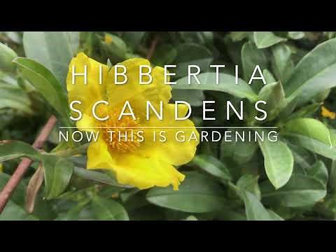 Hibbertia Scandens - The Snake Vine - A Climbing Plant For Containers or Garden