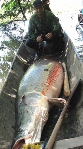 Arapaima This Fish is a Living Dinosaur! 🐟 Arapaima #fish #facts #fishing #fish #fact #ocean #shorts