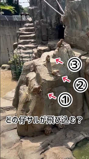アカゲザル誰が飛び込む？ #東武動物公園 #動物 #癒し #animals #かわいい #zoo #動物園 #アカゲザル #サル山 #あかげ365 #問題です