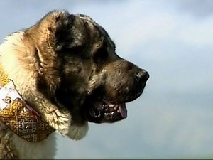 "Turkmen Alabai Dogs", Turkmen Film