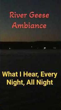 The Sounds Of Geese On The River #geese#wildlife#birds#waterfowl#fall