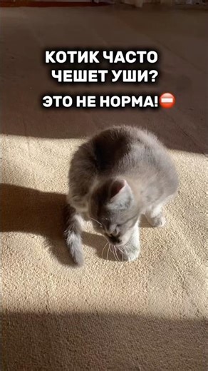 Harly Ear Drops. Item #WW136726 — copy and paste to WB. #cats #eardrops #earmite