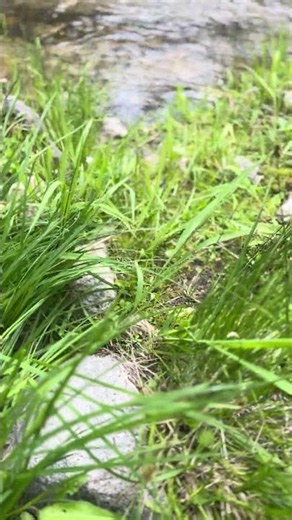 Salamander in bear country #chamorrocatch #wildlife #hunting