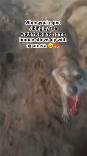 Wild Fox Spotted Near Waterhole 🦊 | Up Close & Personal Encounter | Wildlife India