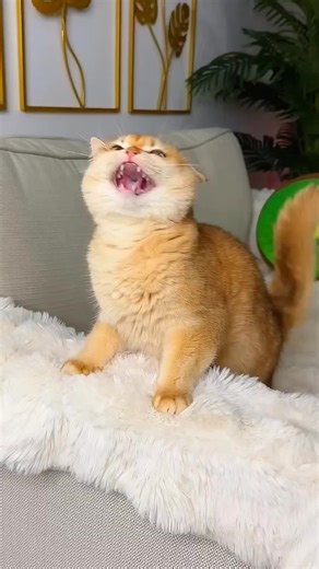 Hilarious Moments with Sweet Fluffy Kitties