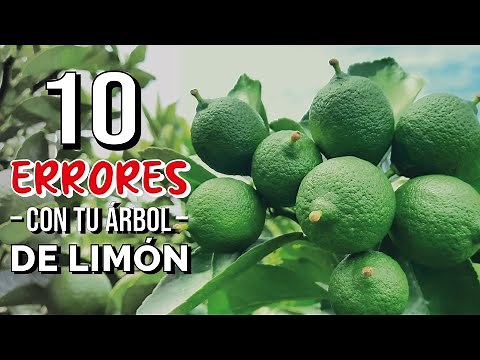 ❌ 10 ERRORES en tu LIMÓN - NO HAGAS ESTO! 2022