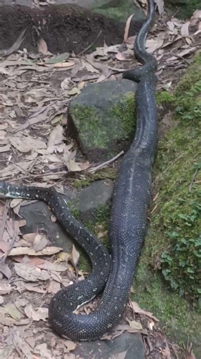 diamond python blue mountains #bluemountains #diamondpython