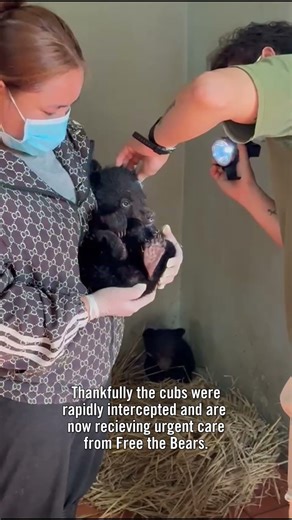 Two moon bears saved from illegal Facebook sale