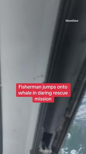 This is the shocking moment a fisherman jumped onto a whale during a daring rescue mission to help save the animal from danger. Read the full story above. #rescue #fisherman #whale
