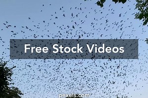 Behavioral Study Videos, Download The BEST Free 4k Stock Video Footage & Behavioral Study HD Video Clips