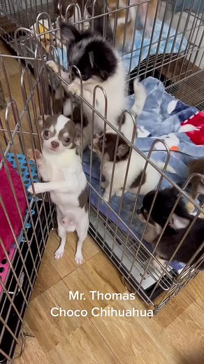 Thả ra là lại chạy tót ra chơi với các em 🤣 #MrThomas #chocochihuahua #chihuahua #mydog #hottrend #viral #viraltiktok #viraltiktok #chihuahuastiktok #mylove #leduongbaolam #hoangthuylinh #miule #vucattuong_planet #dongnhi #binz #touliver