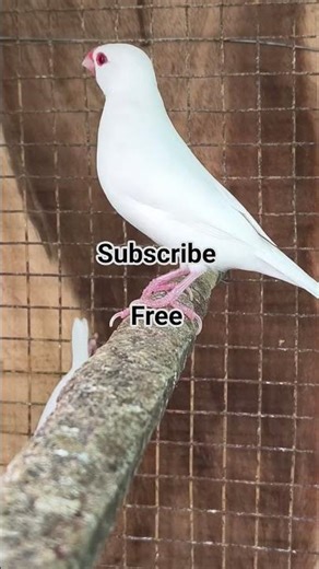 Java Sparrow - White Java - breeding pair