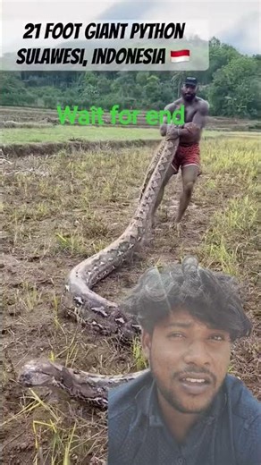 Finally captured monster 21 fitt python