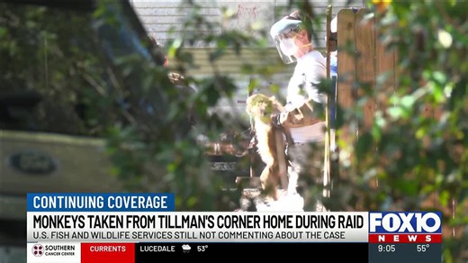 Lack of transparency from federal agents after Tillman’s Corner monkey raid