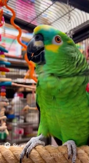 🦜 Rap-Loving Parrot Drops Bars While Head-Bopping! 😂