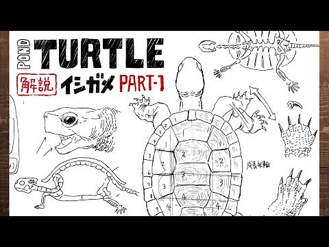 [Animal] How To Draw a Pond Turtle (Part 1) / body structure, including its skeleton and shell
