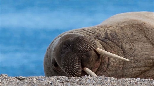 Fascinating sleeping habits of 10 animals