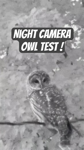 Testing My Infrared Camera—Owl at night! 👀🦉 #youtubeshorts #owl