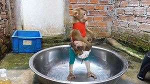 292K views · 10K reactions | Dodo Good Boy Help Mom Carrying Tiny Moly To Take Bath In Hot Day, Dodo & Moly Morning Bath Routine | Monkey Dodo | Facebook
