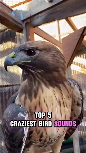 Most Amazing Birds 🐦 | Cassowary, Loon & Bellbirds | #ExoticBirds #Birdwatching #animallovers