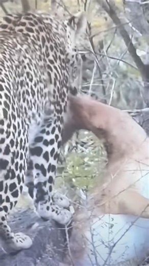 "Baby Leopard's Big Catch: Learning to Hunt! 😂" #wildlife #ytstudioes #wildscenes