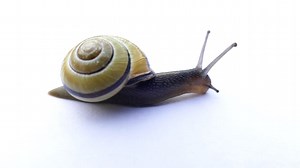 Snail, Mollusk, Shell. Free Stock Video