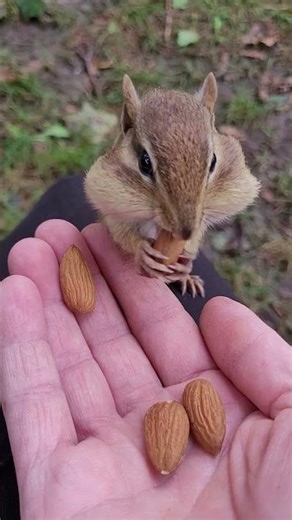 Baby Chipmunk Filling Cheeks with Almonds on My Knee!
