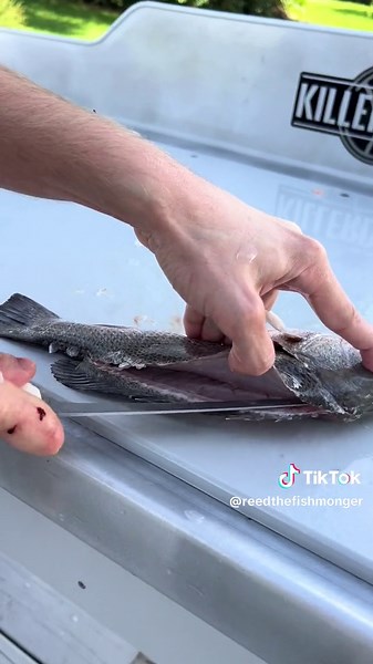 Mangrove, Mango or Grey Snapper? @KillerDock