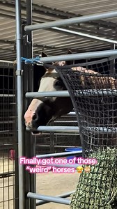 1D Performance Horses on Reels