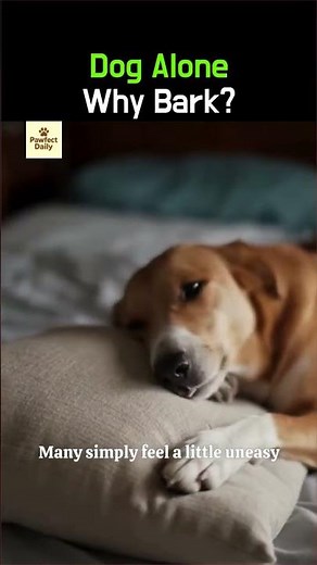 Why Does My Dog Bark When Alone? dog behavior, dog barking, alone dog, pet parenting, understanding