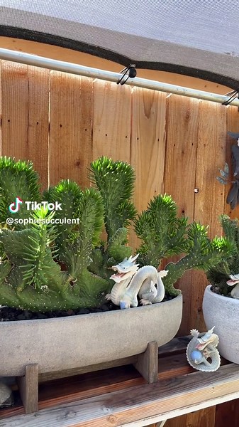 Caring for My Favorite Plant Collection