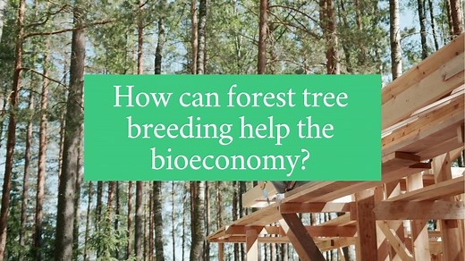How can forest tree breeding help the bioeconomy?