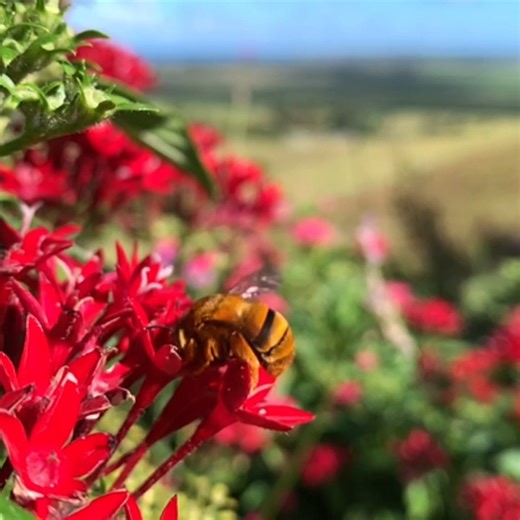 Teddy Bear Bees (Amegilla) are native, golden-brown Aussie bees — kind of like our version of the bumblebee! 🐝💛 Here, one is sipping nectar from Pentas flowers, pollinating as she goes. As she collects her sweet treat, pollen sticks to her fuzzy body and gets passed from flower to flower — helping plants reproduce. 🌱💚 So pollination is, basically, the way that plants make babies. 💛 #beefact #pollination #teddybearbees | Flow Hive