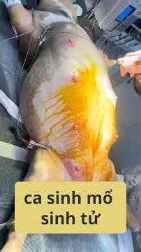 Cô Gái Mồ Côi Cứu Chó Mang Thai và cái kết bất ngờ!