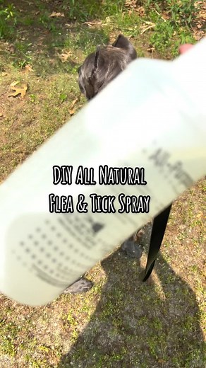 Homemade Natural Flea & Tick Spray for Dogs and Cats