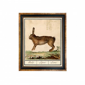 Vintage Rabbit Illustration Framed Print, Antique Style Nursery Art - Etsy