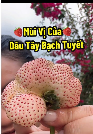 Trả lời @Cẩm Tú Cầu( Hydrangea) Dâu Tây Bạch Tuyết Rẽ Quạt, dâu tây khổng lồ, mềm tan chảy mọng nước. #dautay🍓 #trongdautayhong #vairal #xuhuong #dautaykhonglo