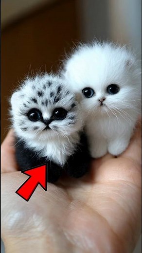 Top 5 Most Unique Cat Breeds You Won’t Believe Exist 😱