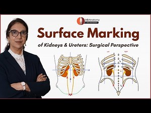 Surface Marking of Kidneys and Ureters: Surgical Perspective | Anterior and Posterior Approaches