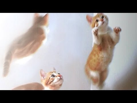 Cute Jumping Baby Kittens