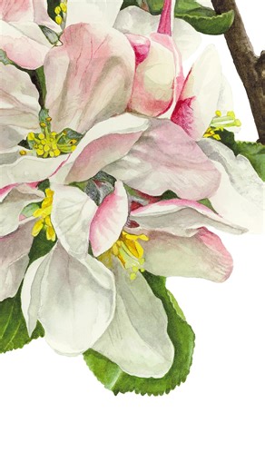 A close look at apple 'James Grieve' showing the stage of its development on this date, 2nd May, the year I painted it for my apple collection which won an @rhs Gold Medal. . . . . . #blossom #appleblossom #flowerpainting #painting #watercolour #watercolor #watercolours #watercolors #watercolorart #botanicalart #realism #realisticart #watercolorpainting #inspiring_watercolors #instaart #annamasonart #flowerstagram #instabloom #instablooms #paintingflowers #watercolorflowers #flowerlovers #spring