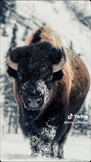 Bison Amerika: Binatang Mamalia Besar dari Keluarga Bovidae