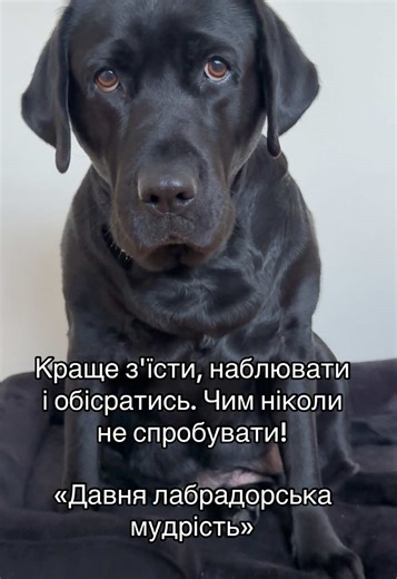 delta_labrador_4 (@delta_labrador_4)’s videos with оригінальний звук - ZHORIK🐶