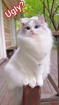 Top 3 ugliest cats in the world 🌍 #cat #funny #top3cars #animals