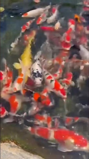 Hand-Feeding Tame Koi: A Special Connection