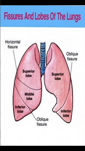 Fissures And Lobes Of The Lungs 🫁 #humananatomy#viral🔥🔥