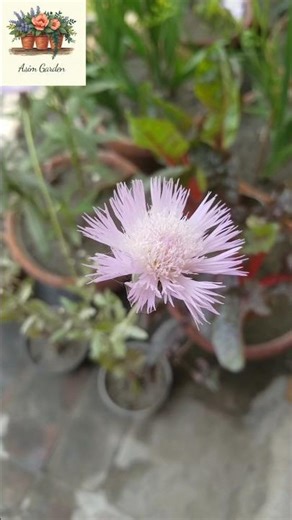 Sweet Sultan Fragrant flowers blooms in #spring2026 at #asimgarden