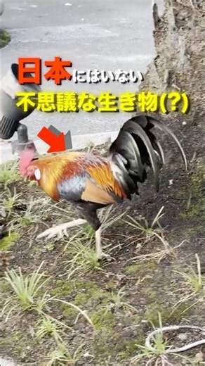 日本にいない生き物見に行ってみた【シンガポール植物園】